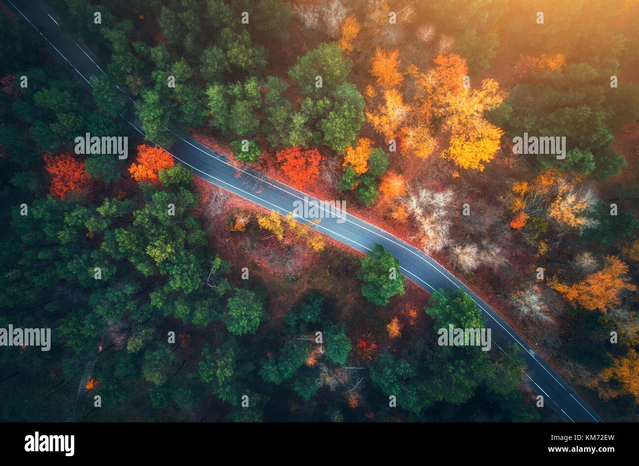 Vista aerea della strada in autunno bello e mite foresta al tramonto. bellissimo paesaggio con vuoto strada rurale, alberi con verde, rosso e arancio foglie. autostrada Foto Stock