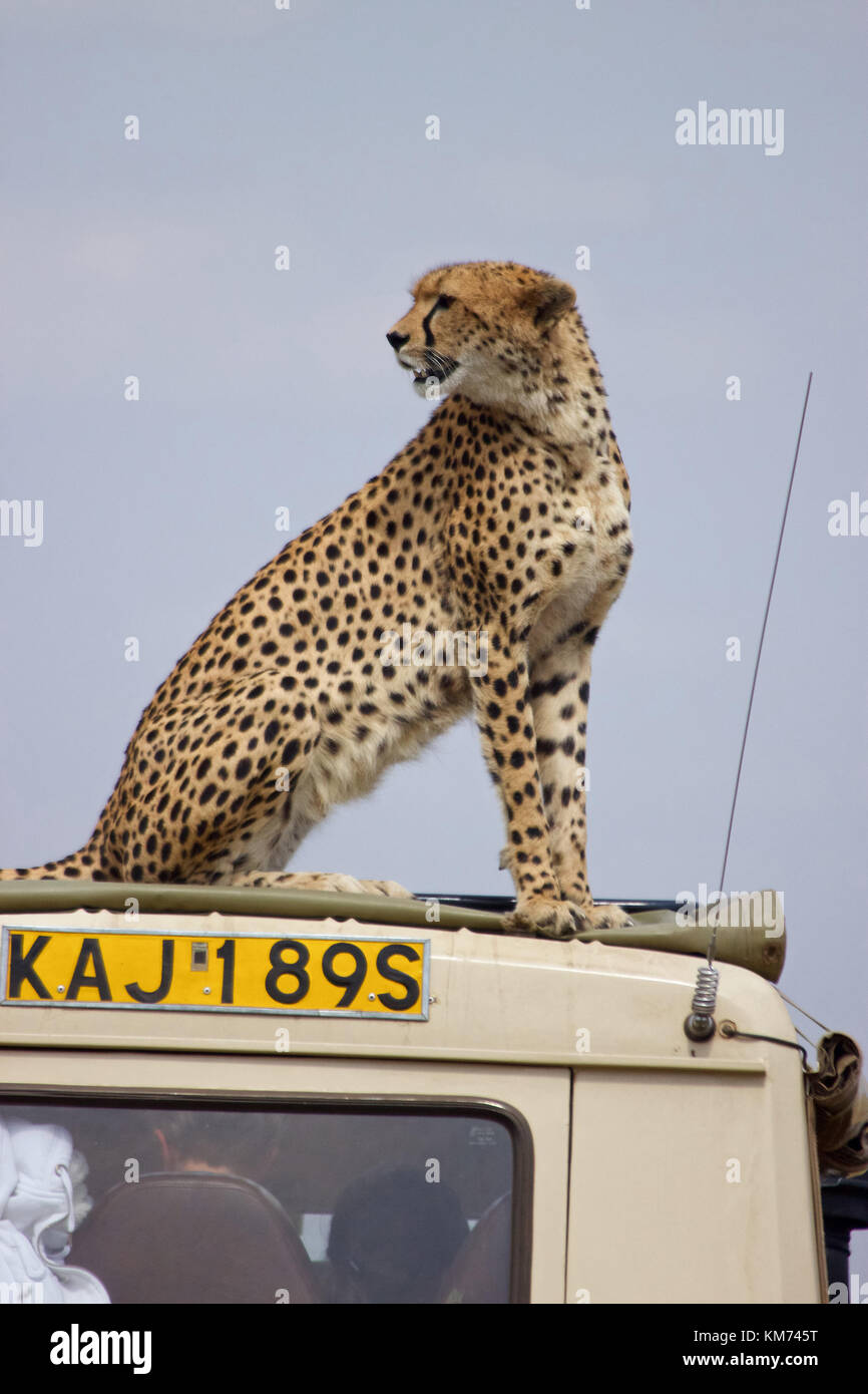 Ghepardo (Acinonyx jubatus) sul tetto Foto Stock