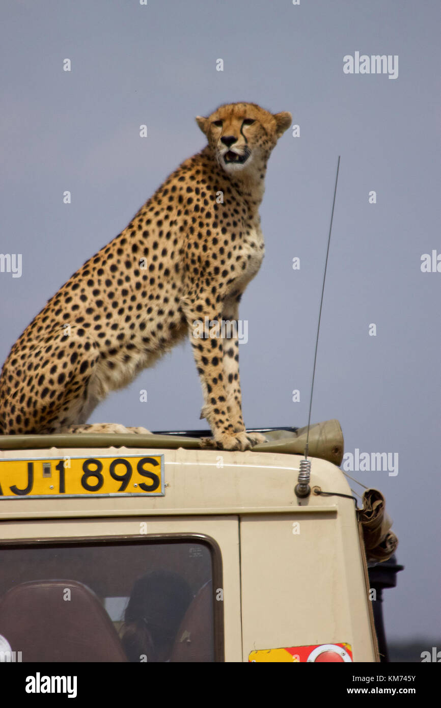 Femmina di ghepardo (Acinonyx jubatus) sul tetto Foto Stock