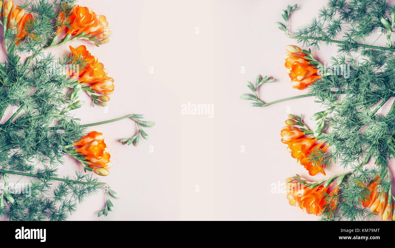 Creative banner floreali con fresia fiori sul rosa pastello sfondo, vista dall'alto, spazio di copia Foto Stock