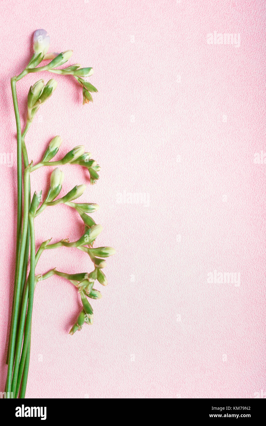 Pianta verde con germogli floreali sul rosa pastello sfondo, vista dall'alto, spazio di copia Foto Stock