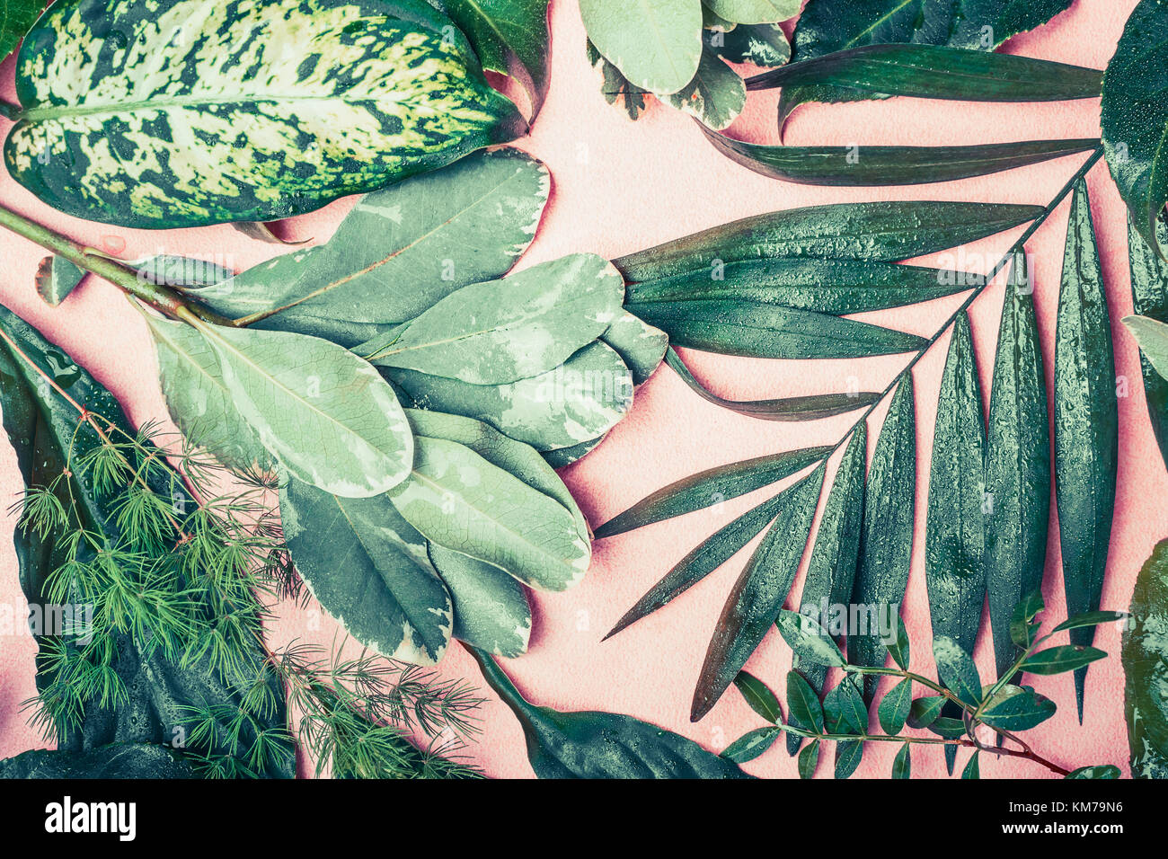 Varie natura verde foglie piatte sui laici di rosa pastello, sfondo vista superiore Foto Stock