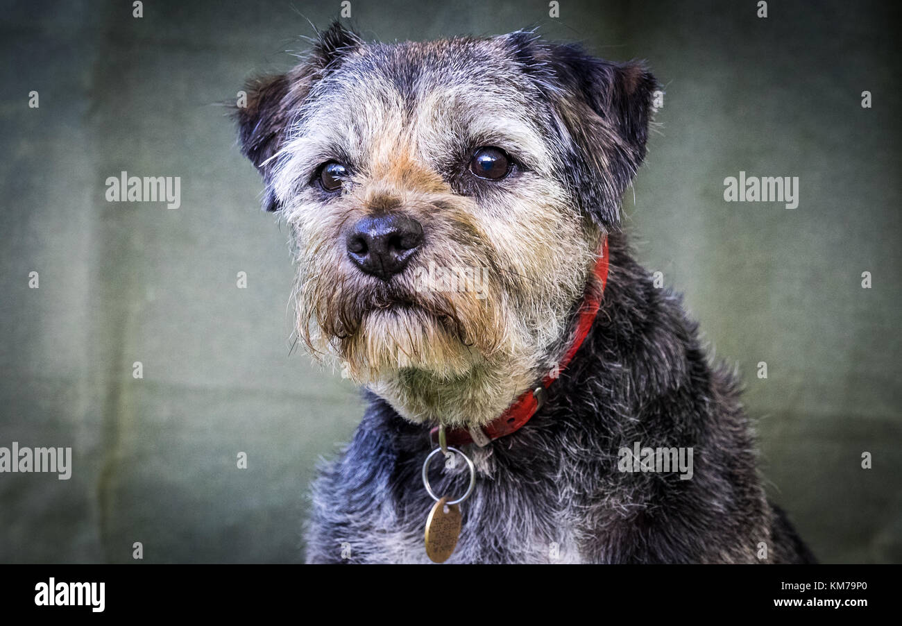 Border Terrier cane Foto Stock