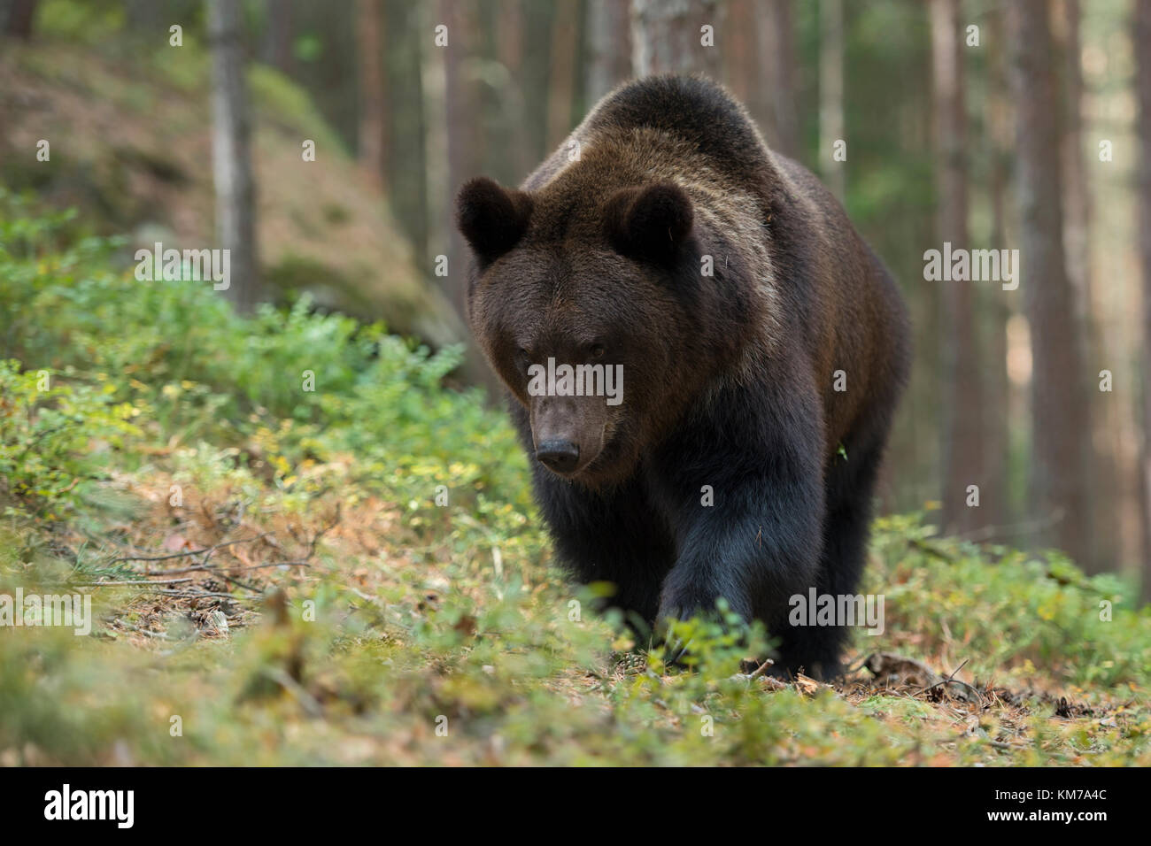 L'orso bruno europeo ( Ursus arctos ), adulto forte e potente, che cammina attraverso il sottogosco di una foresta, avvicinando, sembra arrabbiato, l'Europa. Foto Stock