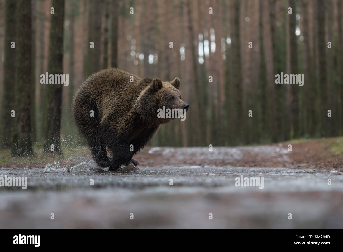 Orso bruno eurasiatico ( Ursus arctos ), giovane cucciolo di fretta, correndo velocemente attraverso una pozzanghere congelata, attraversando una strada forestale, in inverno, in Europa. Foto Stock
