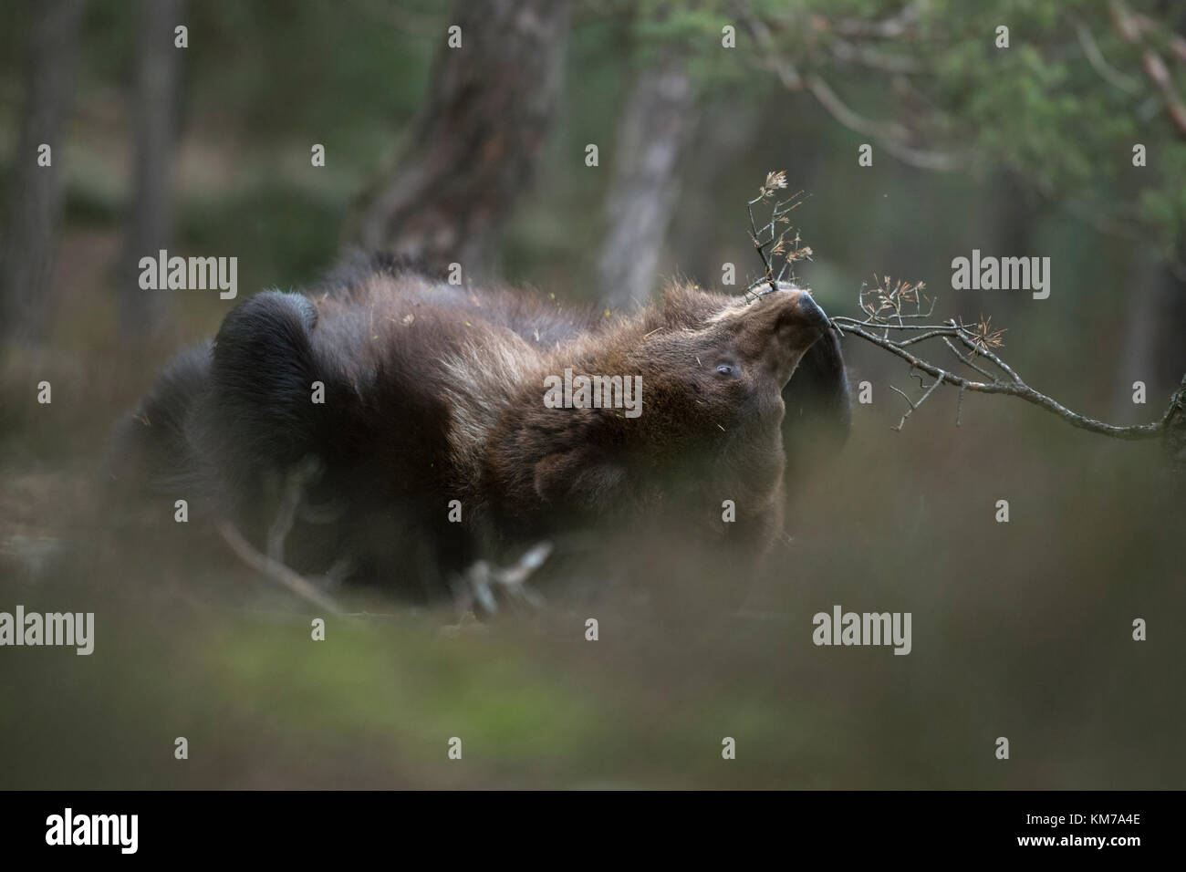 European Brown Bear ( Ursus arctos ), cucciolo giocoso, mentendo, rotolando sulla schiena nel sottobosco, mordicchiando un po' di ramoscello, sembra carino, divertente, Europa. Foto Stock