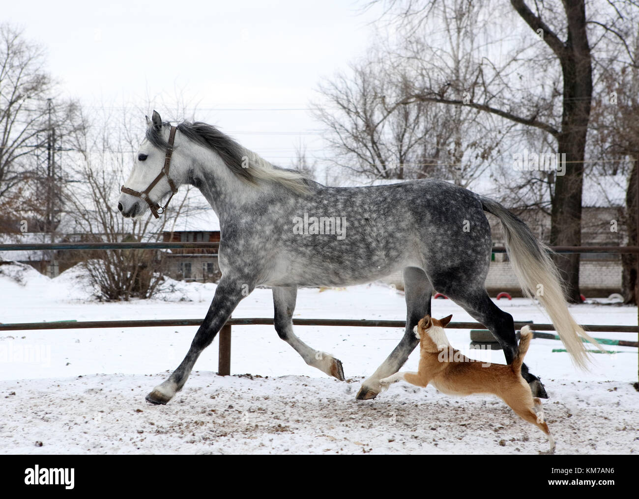 Amicizia degli animali a sangue caldo giocando a cavallo con il cane Foto Stock