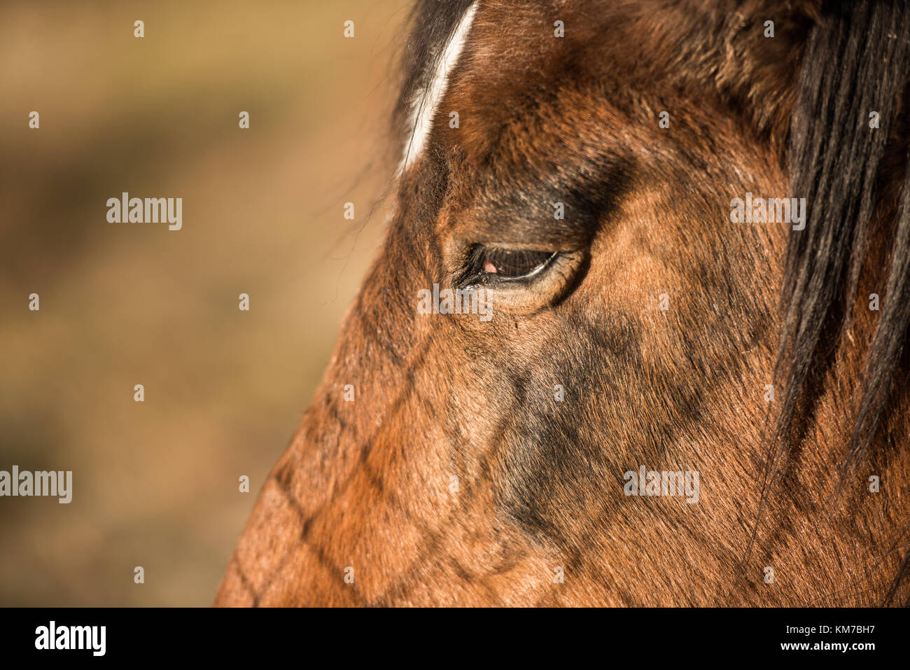 Dettaglio di un occhio di un cavallo con aspetto stanco vicino a Jerte, Estremadura, Spagna Foto Stock