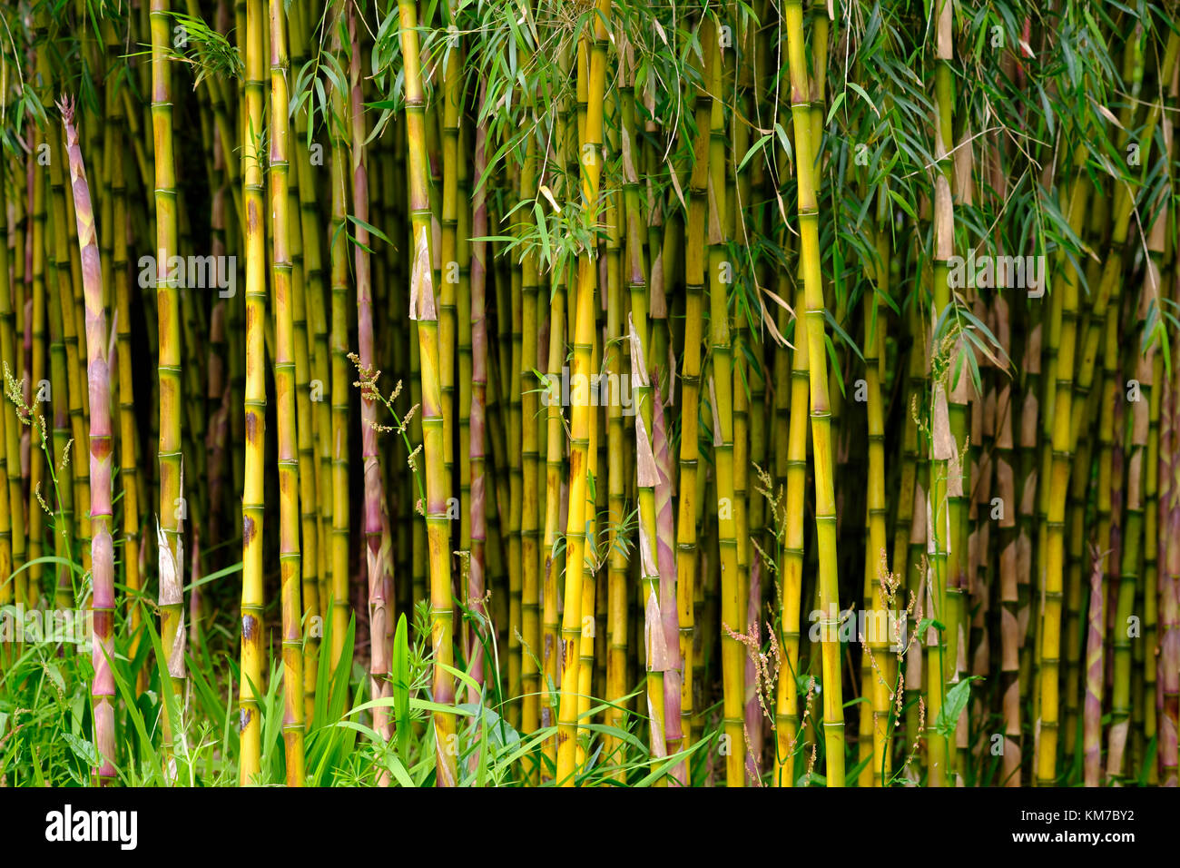 Bambus-Wald, Trebah giardino, MAWNAN SMITH, bei Colchester, Inghilterra, Großbritannien Foto Stock