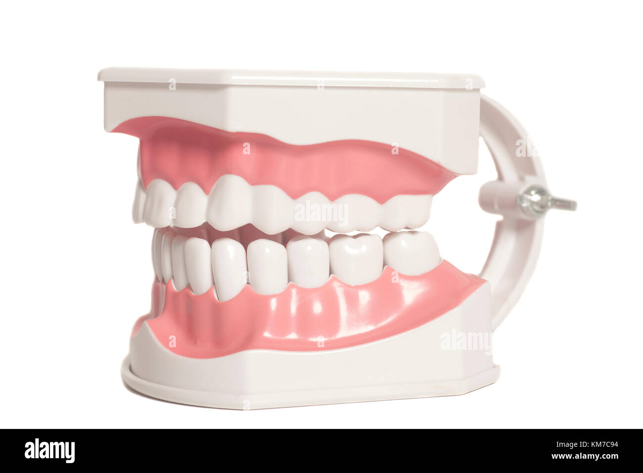 Dental denti umani modello isolato su uno sfondo bianco Foto Stock