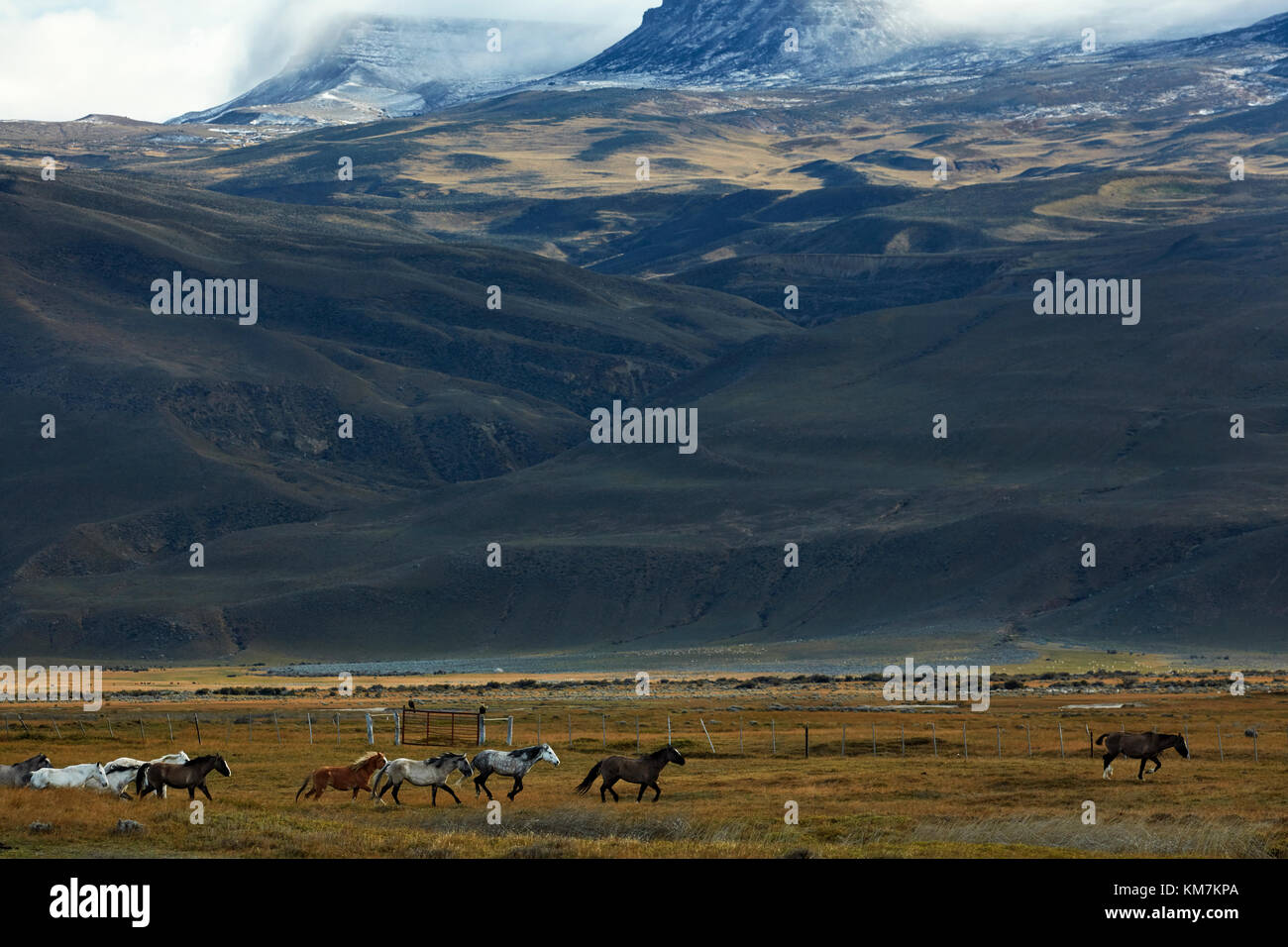 I cavalli e i terreni agricoli nei pressi di El Chalten, Patagonia, Argentina, Sud America Foto Stock