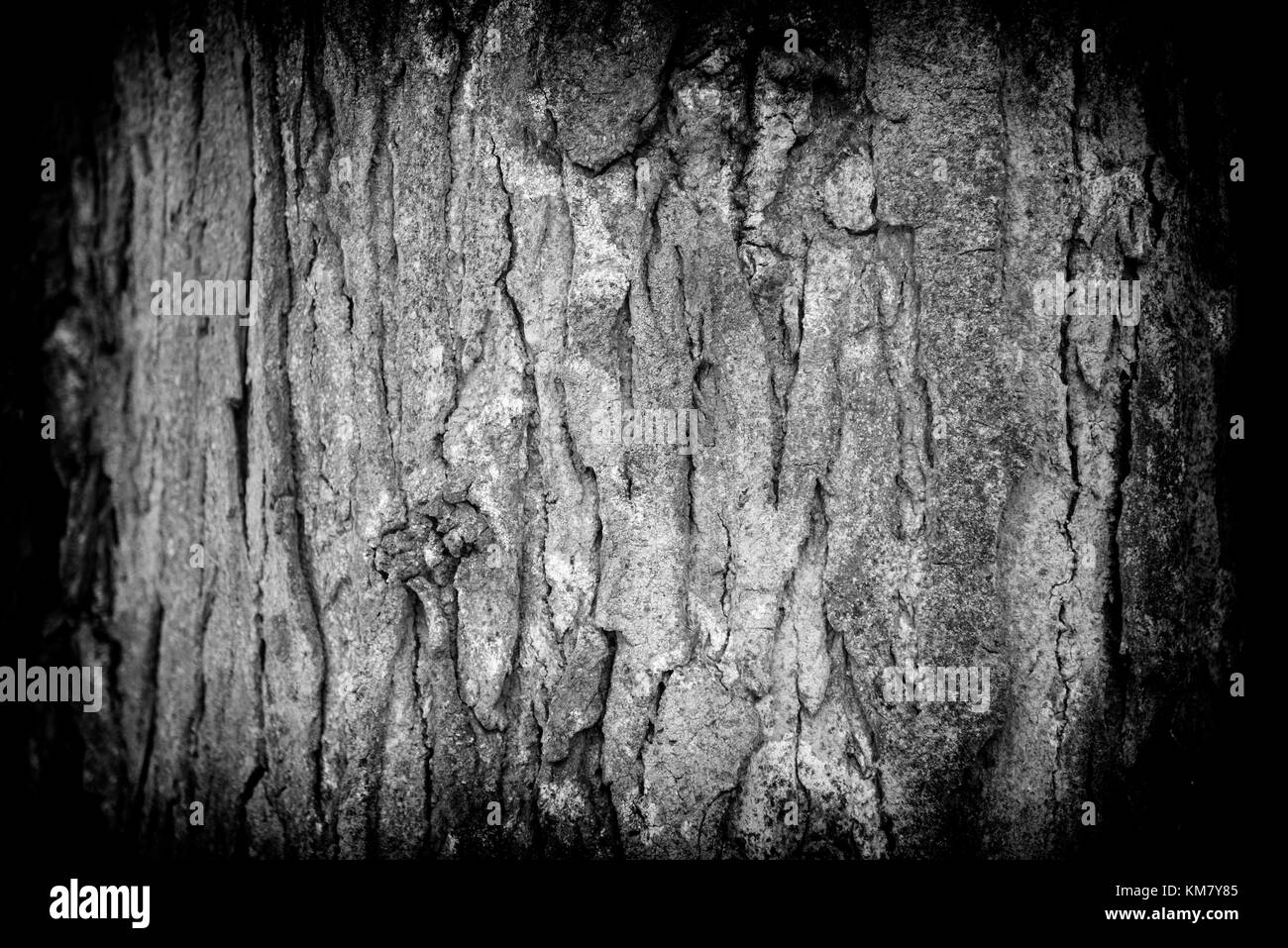 Corteccia di albero sullo sfondo di vignette, impostare collezione della corteccia di alberi, vicino Foto Stock
