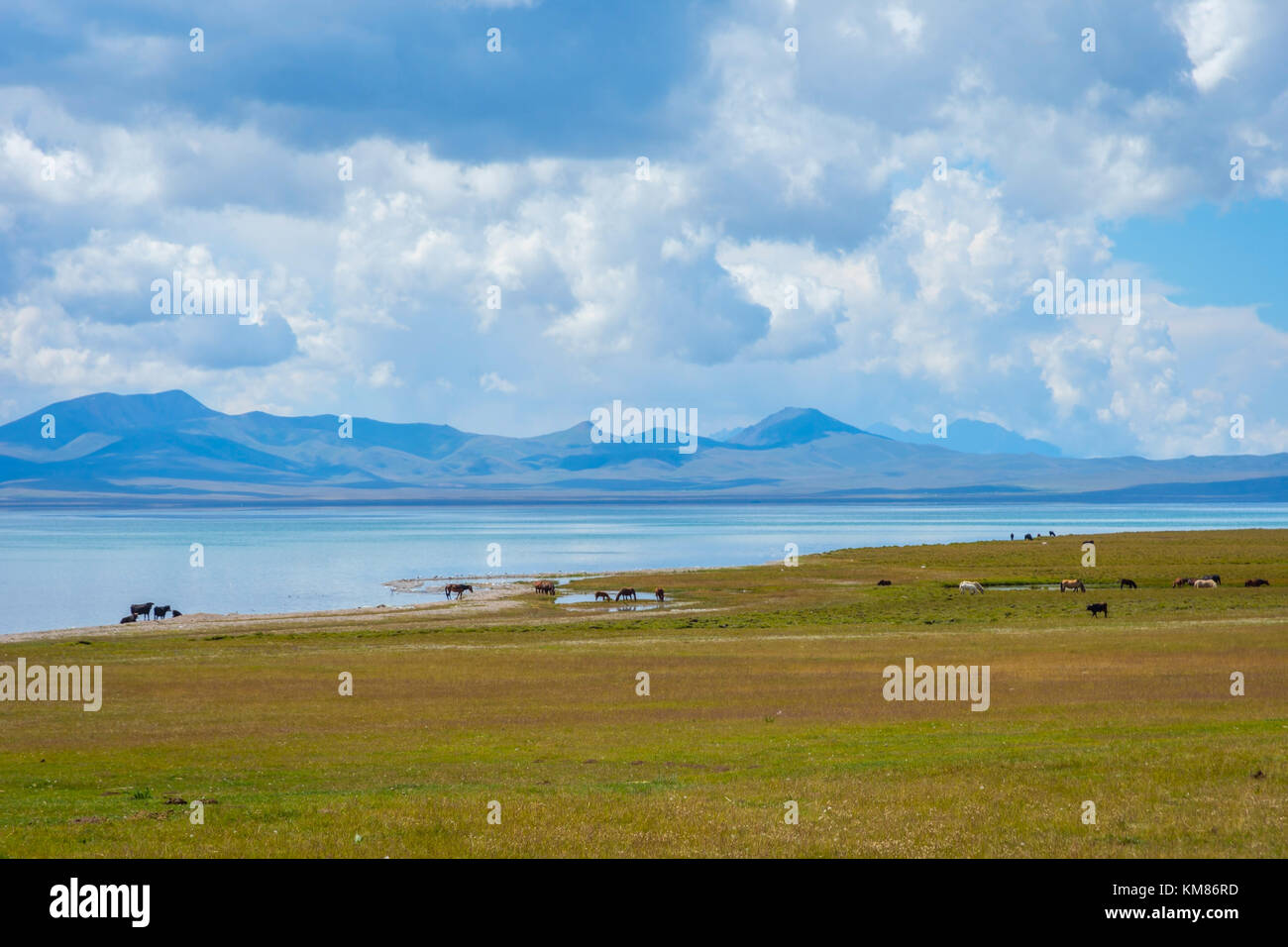 Cavalli e paesaggi da song kul lago, Kirghizistan Foto Stock
