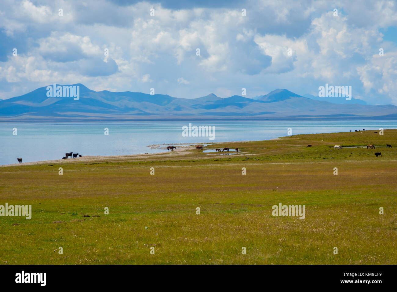 Cavalli e paesaggi da song kul lago, Kirghizistan Foto Stock