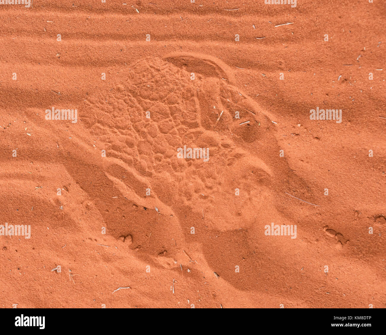 Un footprint di rhino in sabbia rossa Foto Stock