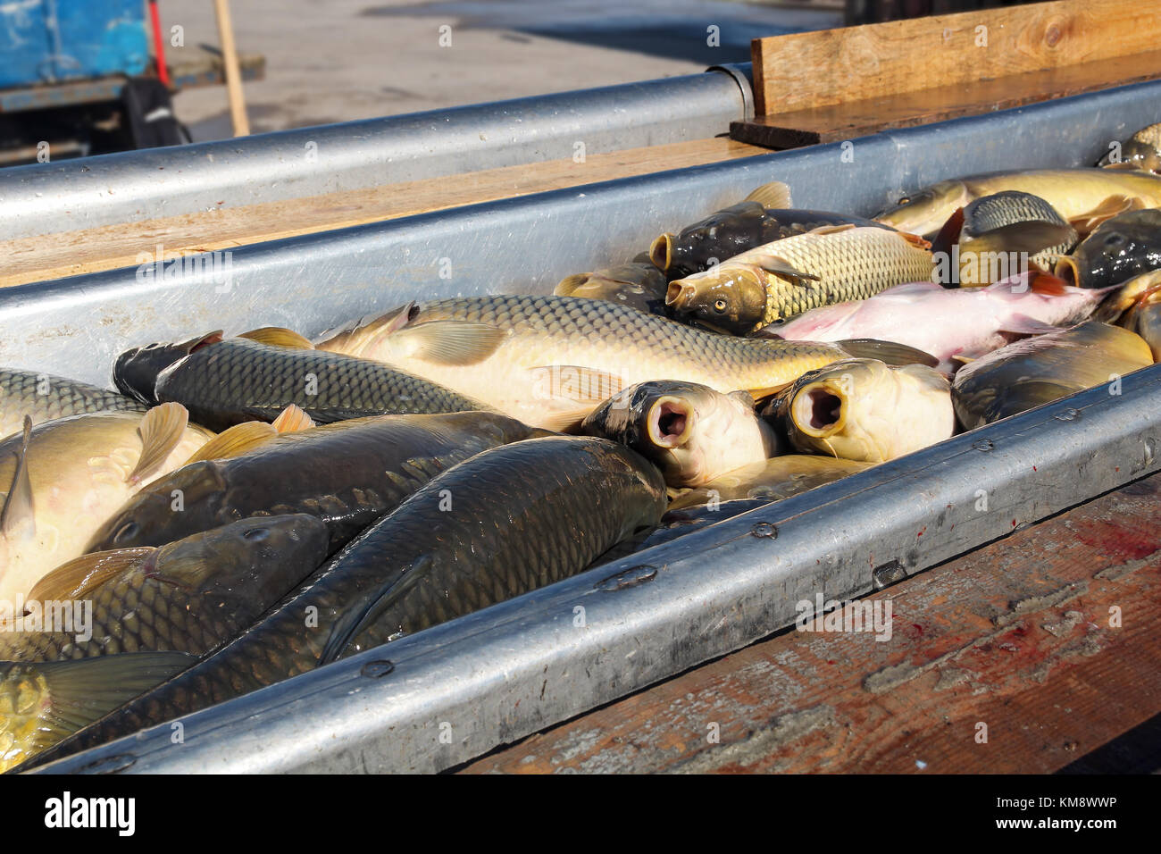 Sbarco delle catture dei pescatori a smistare pesce pescato. industria della pesca. Foto Stock