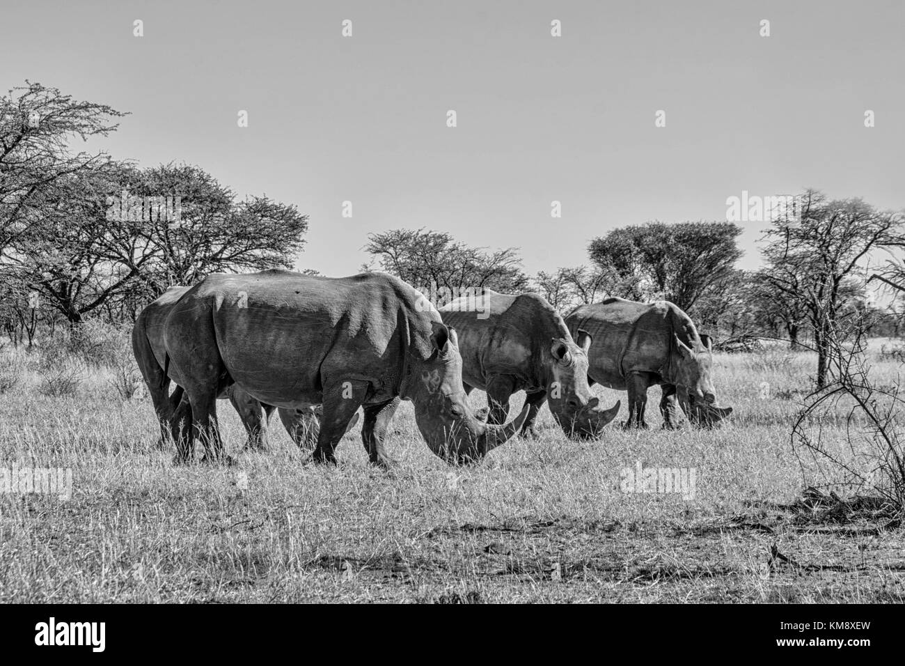 Un gruppo di rinoceronte bianco nel sud della savana africana Foto Stock