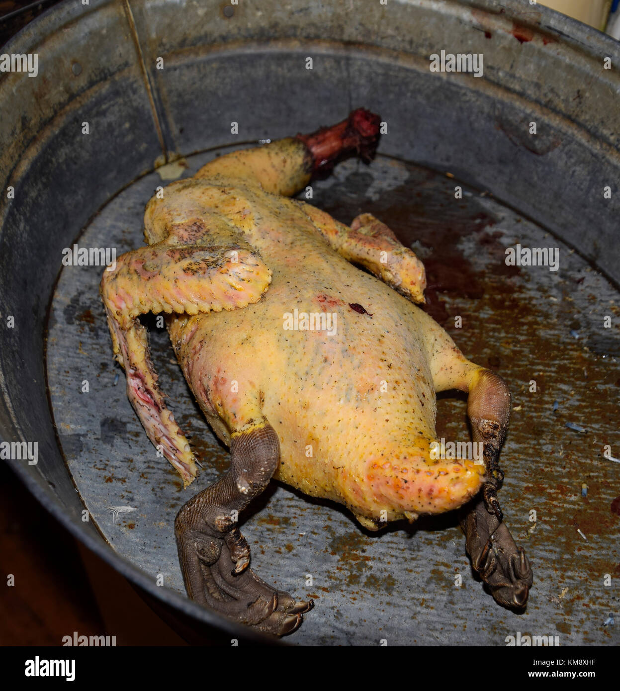 Il taglio di una carcassa di muschio di anatra e carni di pollame. anatra muta. Il taglio di un uccello. muschio anatre spennate carcassa. macellazione del pollame Foto Stock