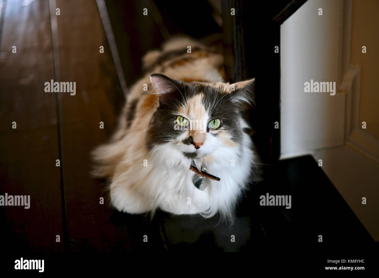Gatto calico che si posa nella scala Foto Stock