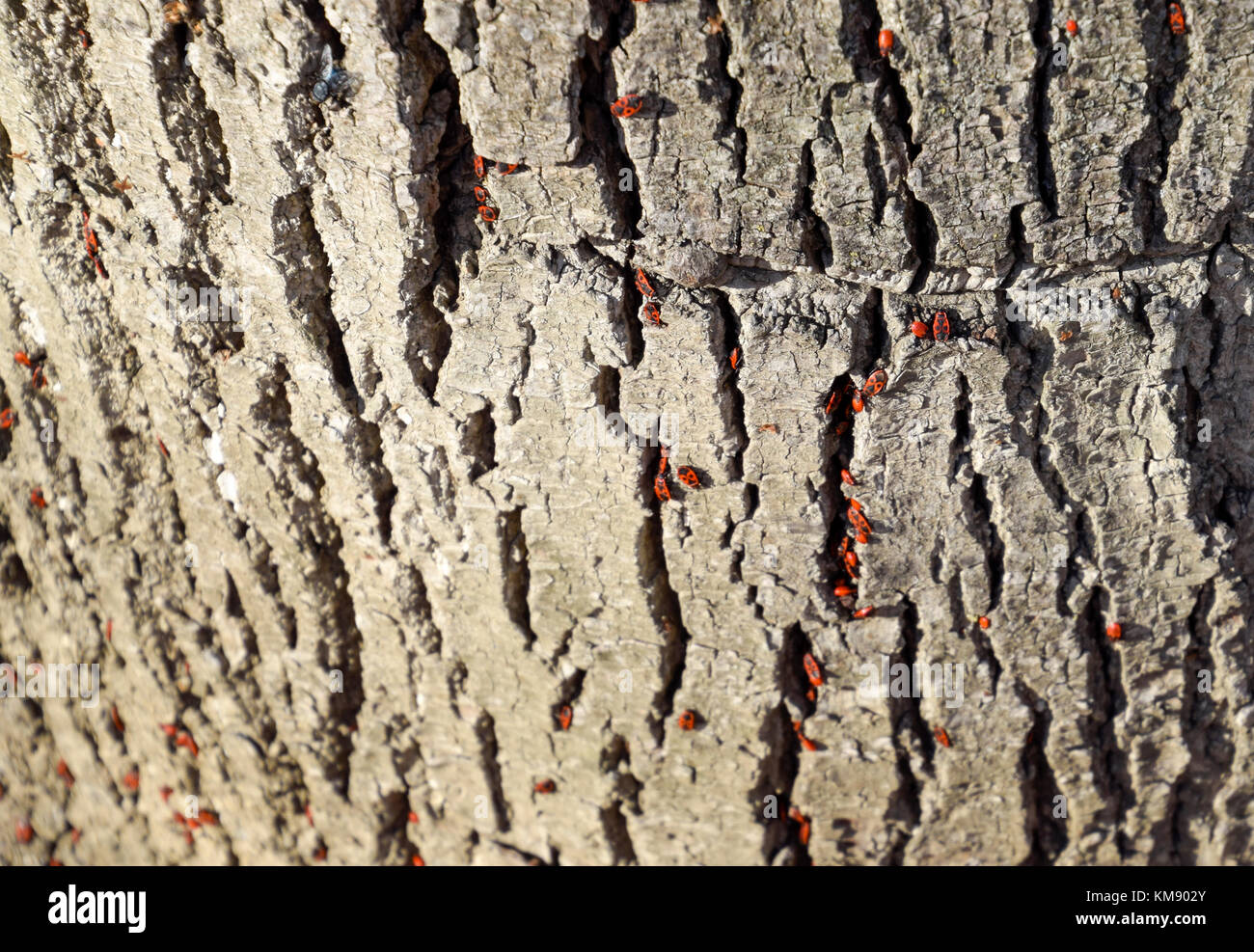 Red Bugs crogiolatevi al sole sulla corteccia di albero. autunno caldo-soldati per coleotteri. Foto Stock