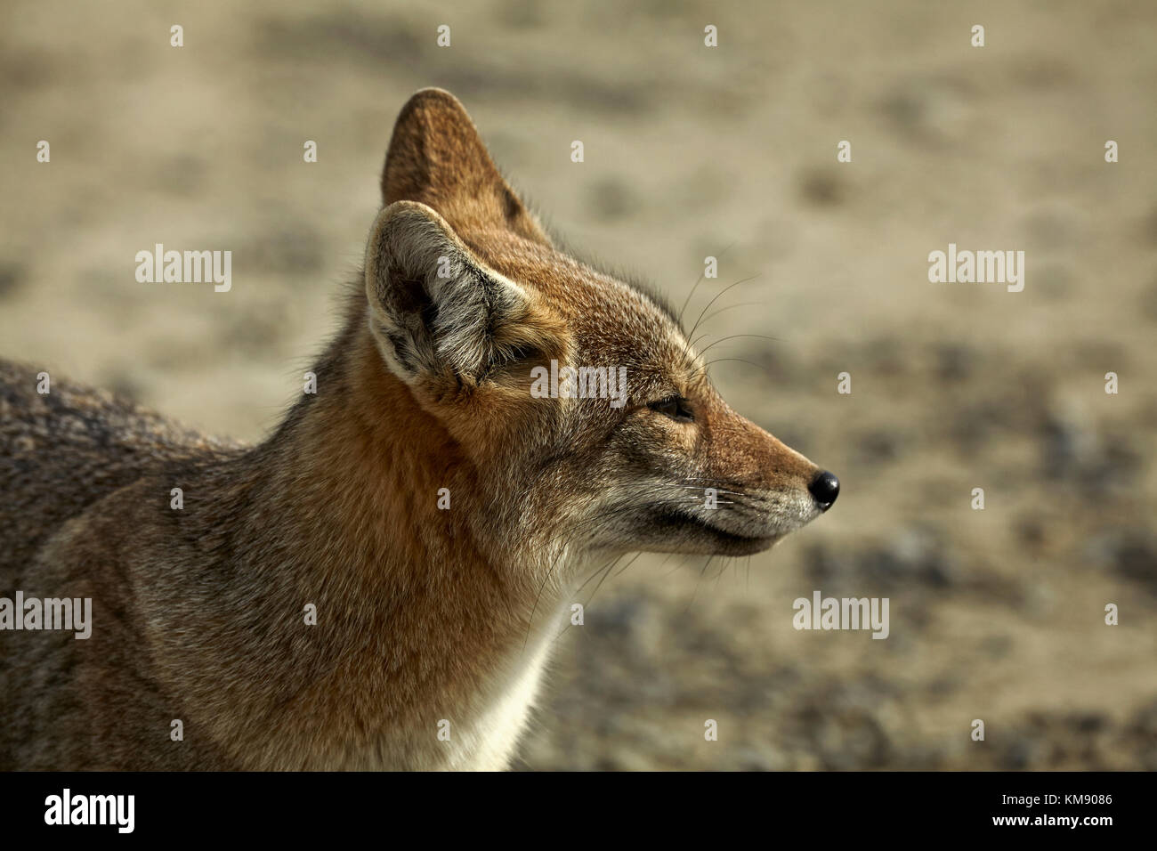 Sud Americana Gray Fox (lycalopex griseus), Patagonia, Argentina, Sud America Foto Stock