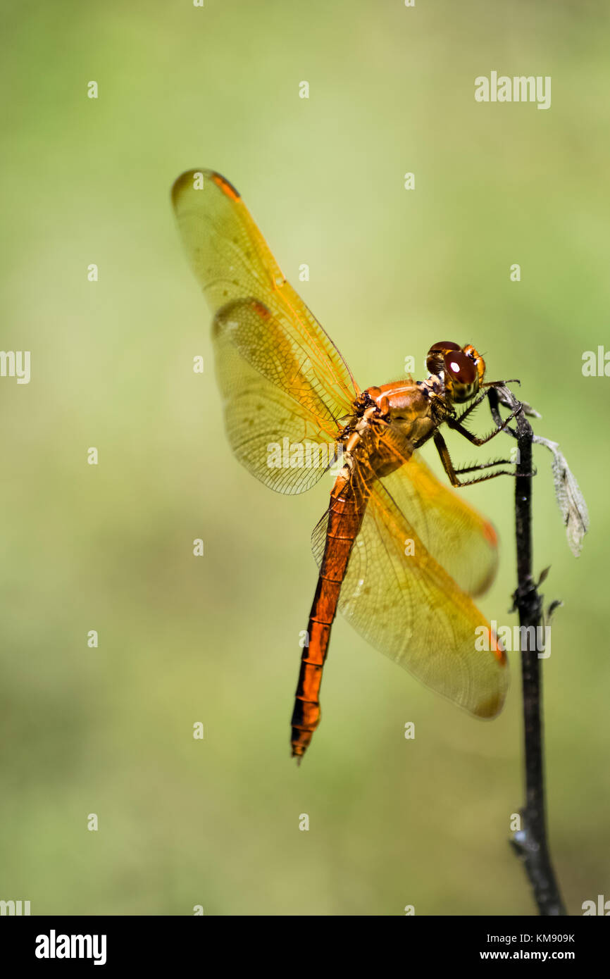 La libellula dorata con ali trasparenti si aggancia su un ramoscello. Foto Stock