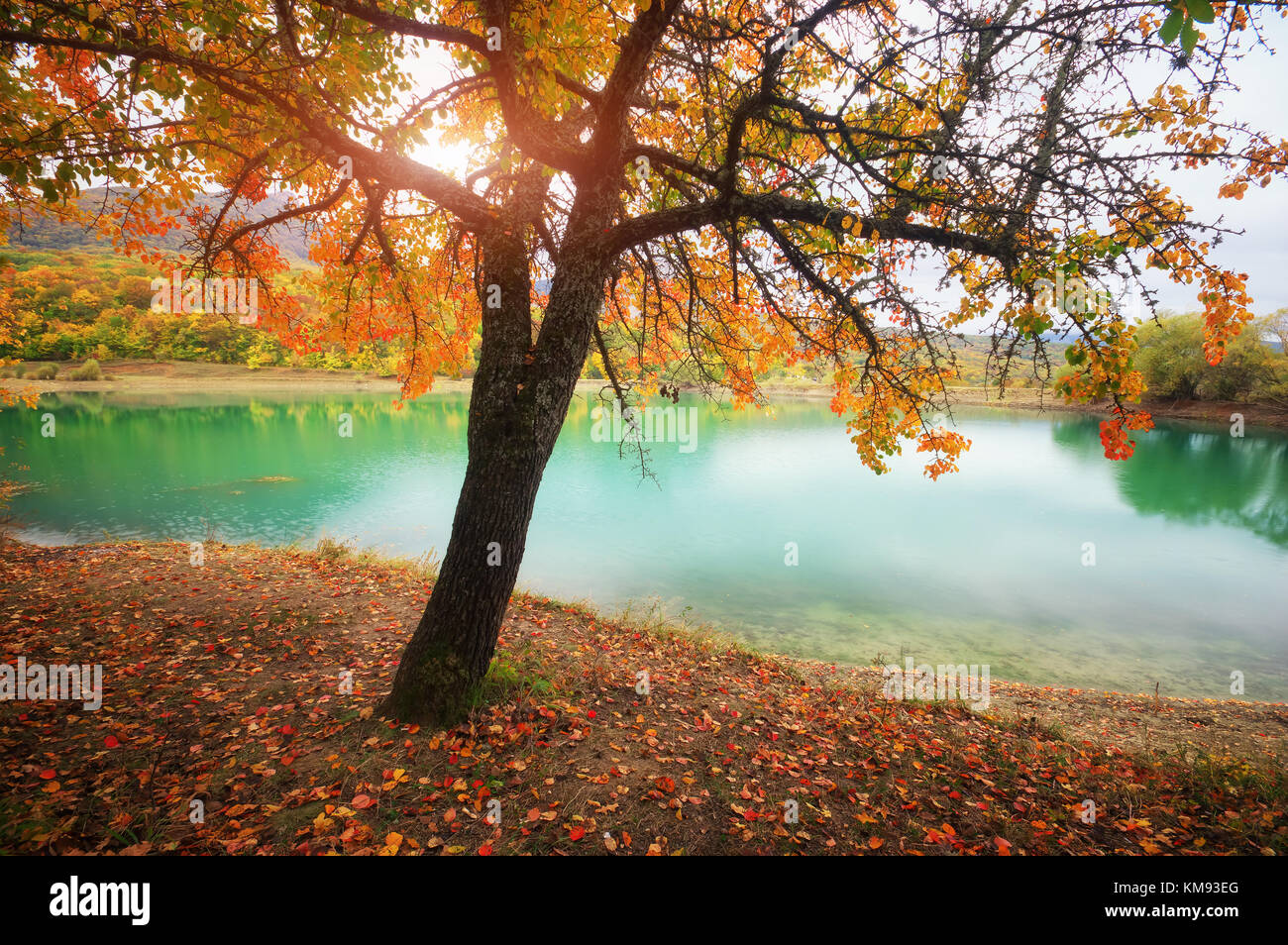Golden Autumn Tree vicino lago. Composizione della natura Foto Stock