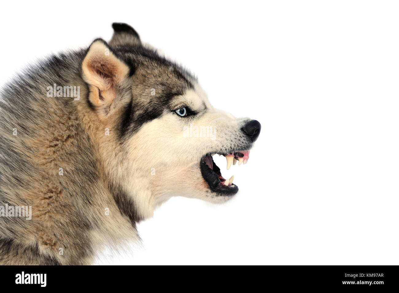 Arrabbiato siberian husky cane ritratto di inverno Foto Stock