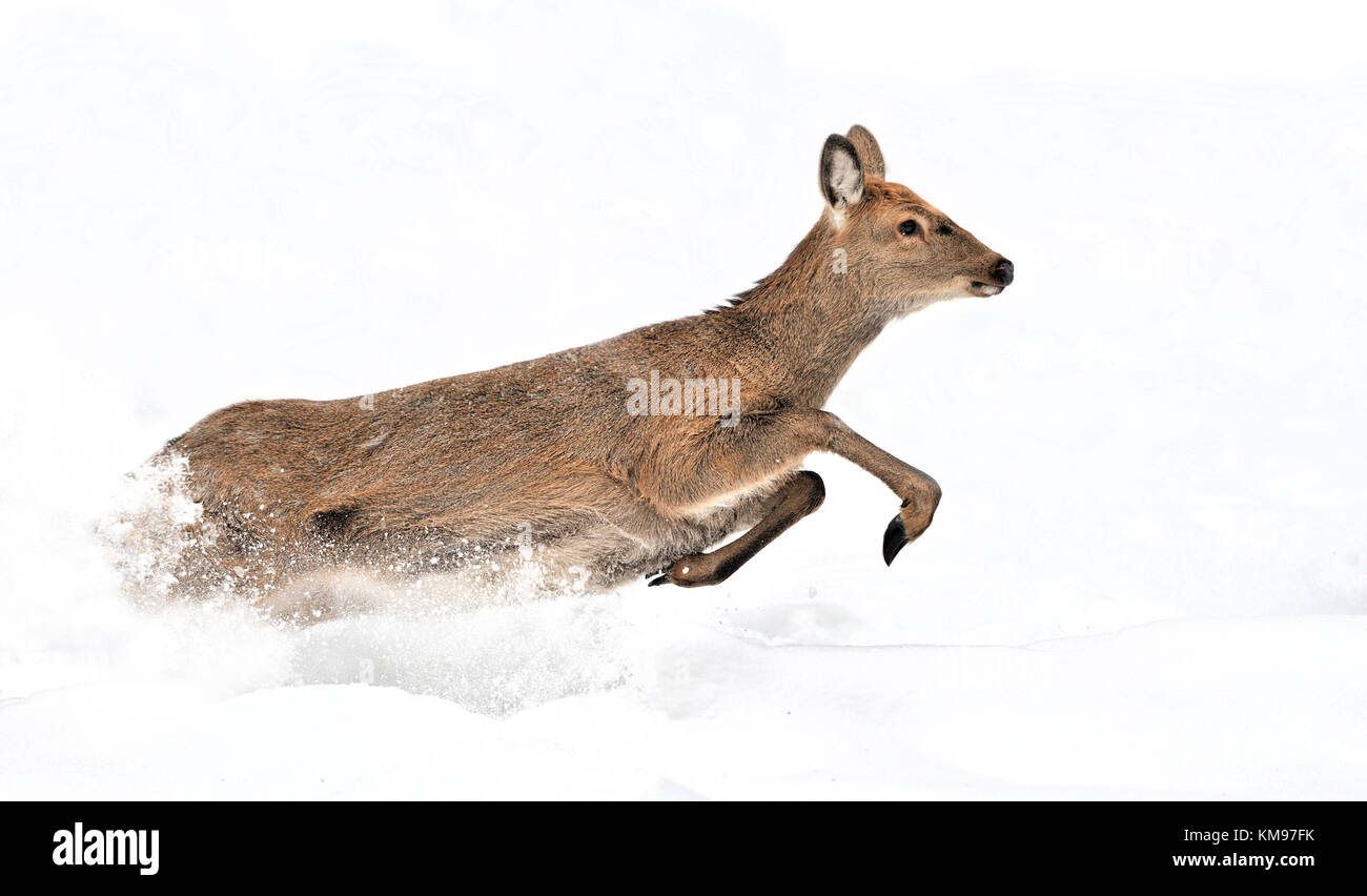 Giovane cervo nella foresta di inverno Foto Stock