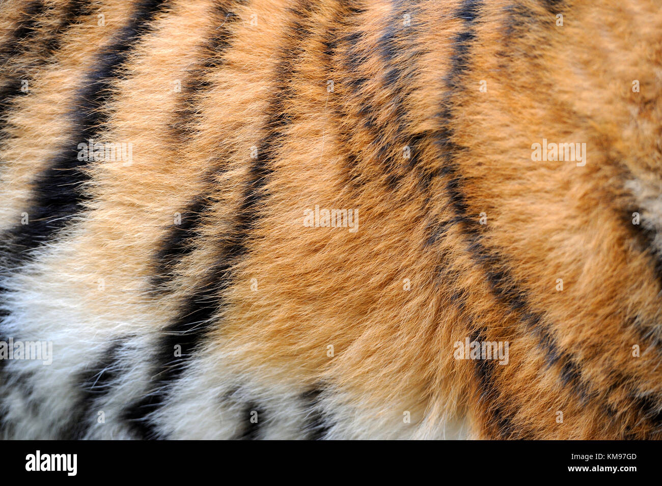 Close-up texture di vera pelle di Tiger Foto Stock