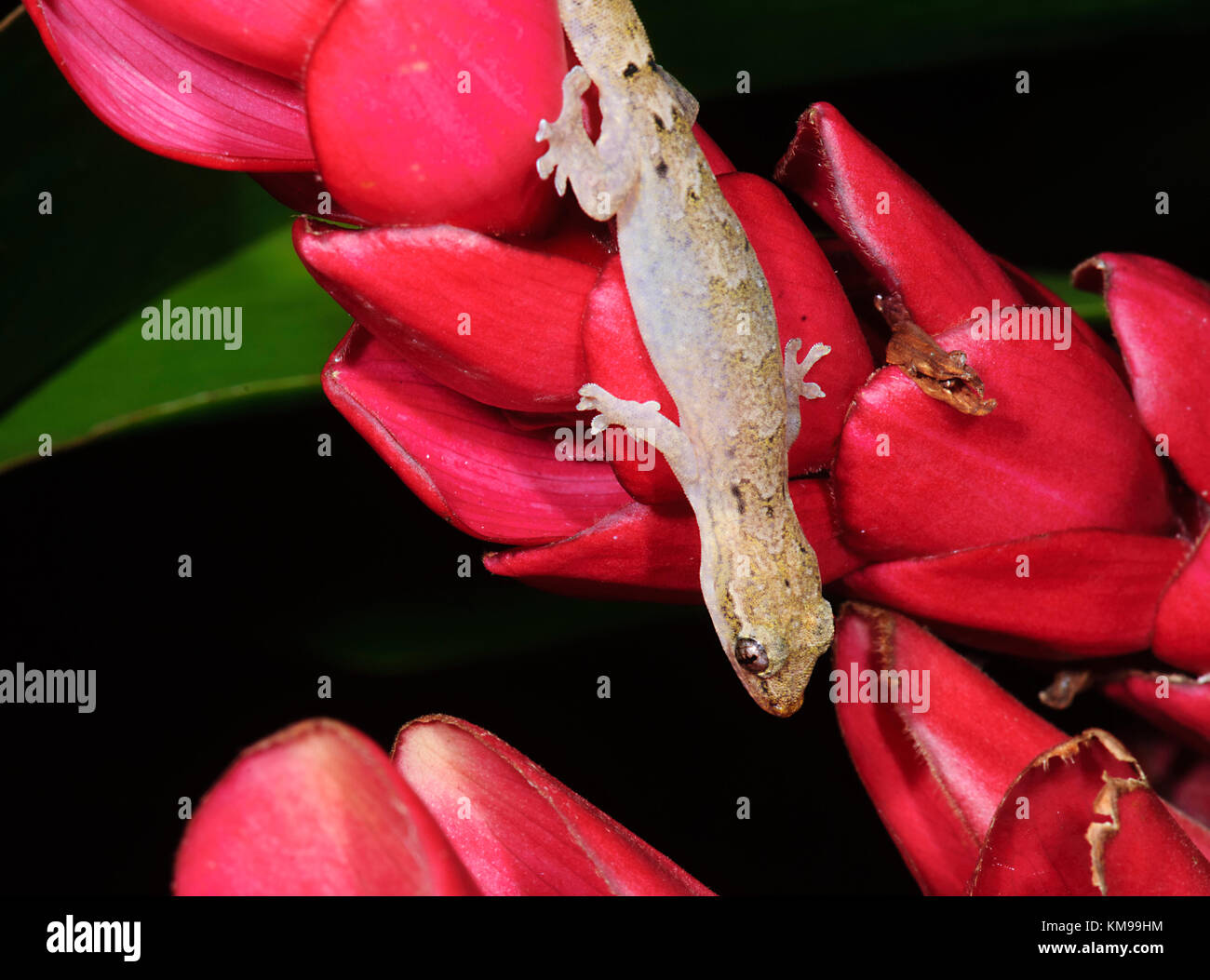 Il GECO, estremo Nord Queensland, FNQ, QLD, Australia Foto Stock
