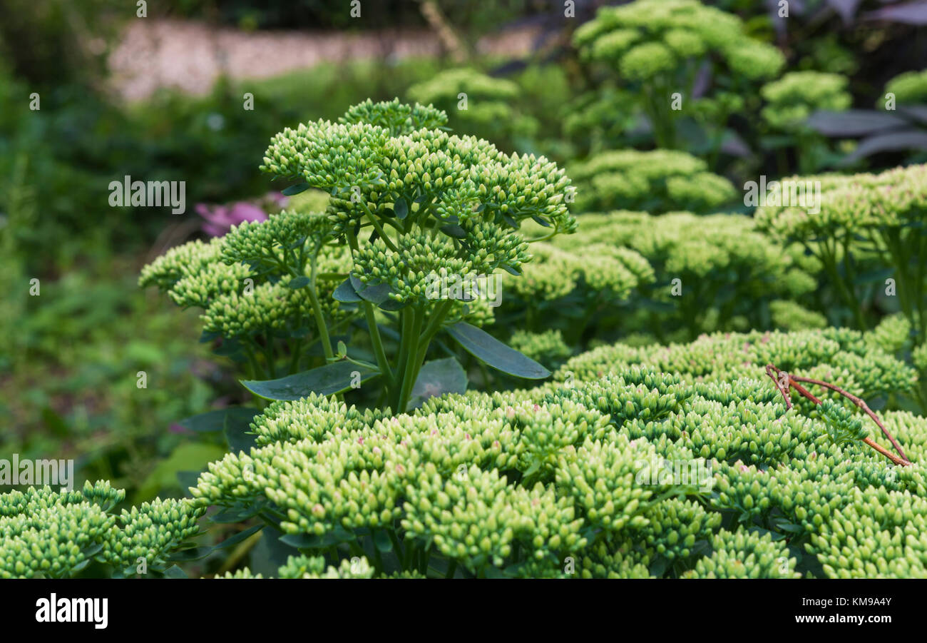 Sviluppare le teste dei fiori di Sedum spectabile pianta in estate nel West Sussex, in Inghilterra, Regno Unito. Foto Stock