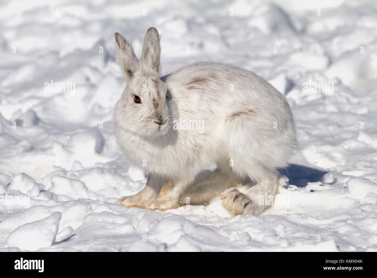 Escursioni con le racchette da neve o lepre variabile lepre (Lepus americanus) in piedi nella neve con un rivestimento bianco in inverno in Canada Foto Stock