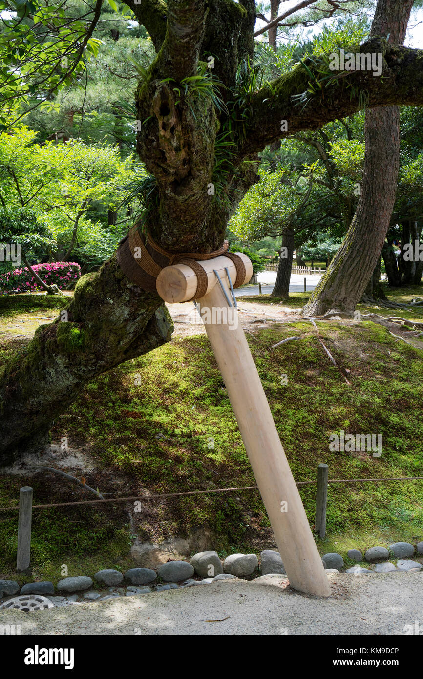 Kanazawa - Giappone, 9 giugno 2017: Vecchio albero supportato nel giardino Gyokuseninmaru del castello di Kanazawa Foto Stock