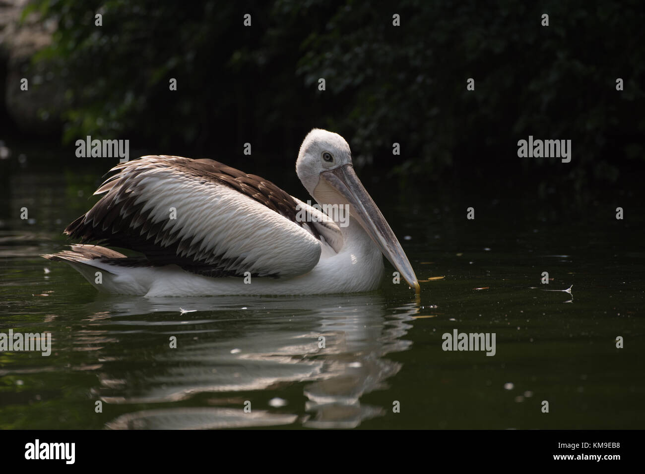 Pelican, Jakarta, Indonesia Foto Stock