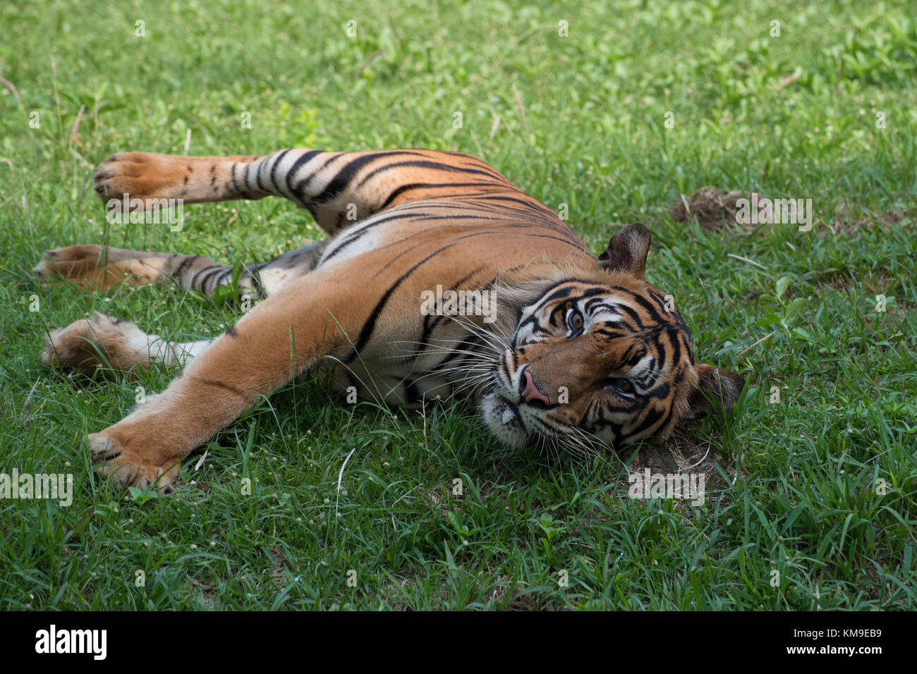 La tigre di Sumatra sdraiati sull'erba Foto Stock