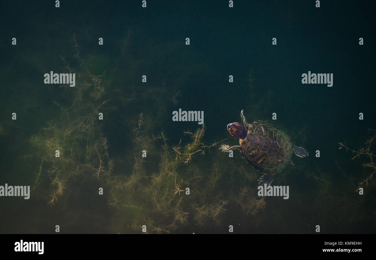 Turtle nuotare in un stagno Foto Stock