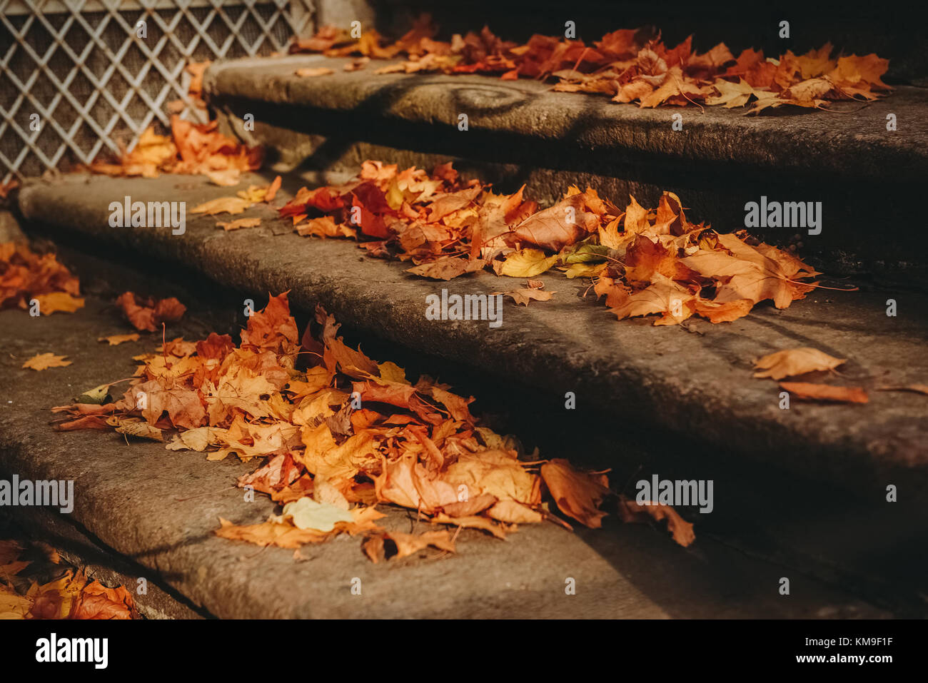 Foglie di autunno sui passi Foto Stock