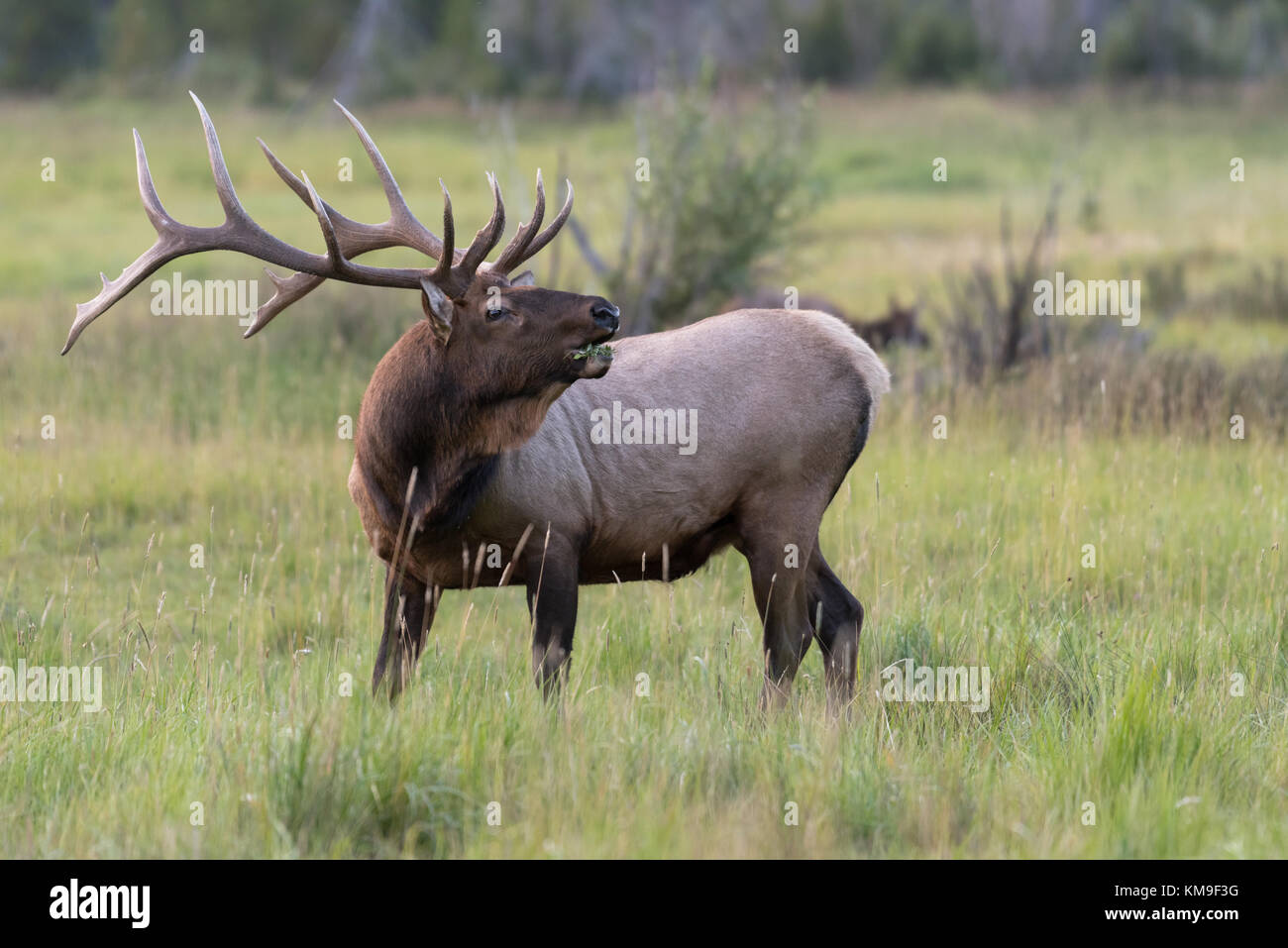 Male Elk, Rocky Mountain National Park, Grand Lake, Colorado, Stati Uniti Foto Stock