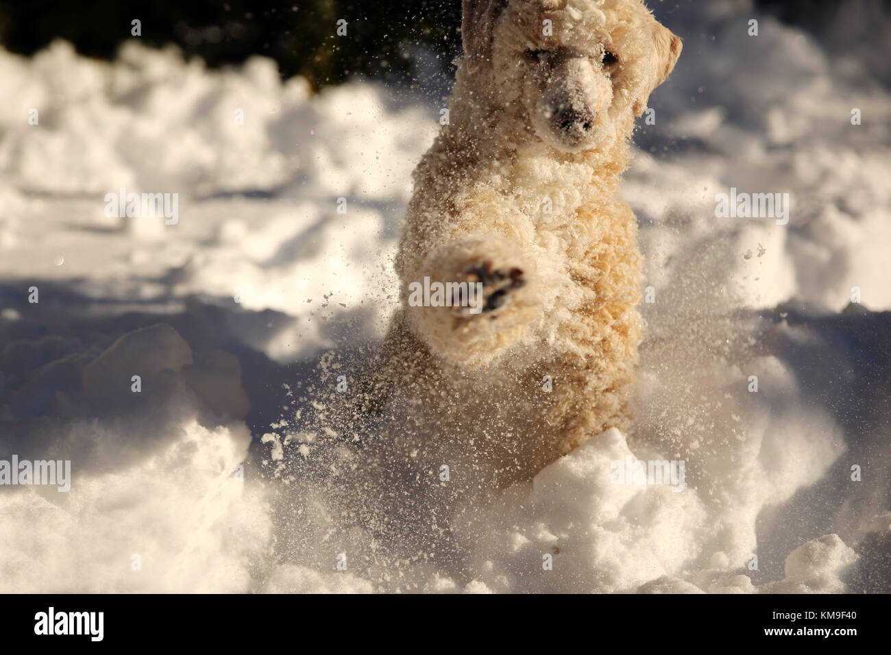 Cane barboncino giocare nella neve Foto Stock