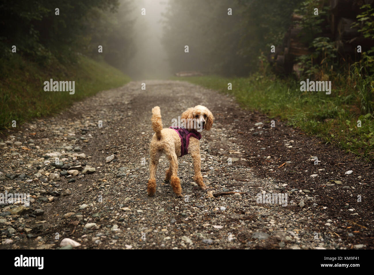 Barboncino in piedi su un sentiero nella foresta guardando indietro Foto Stock