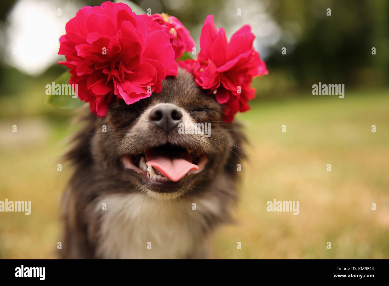 Chihuahua indossando le rose sulla sua testa Foto Stock