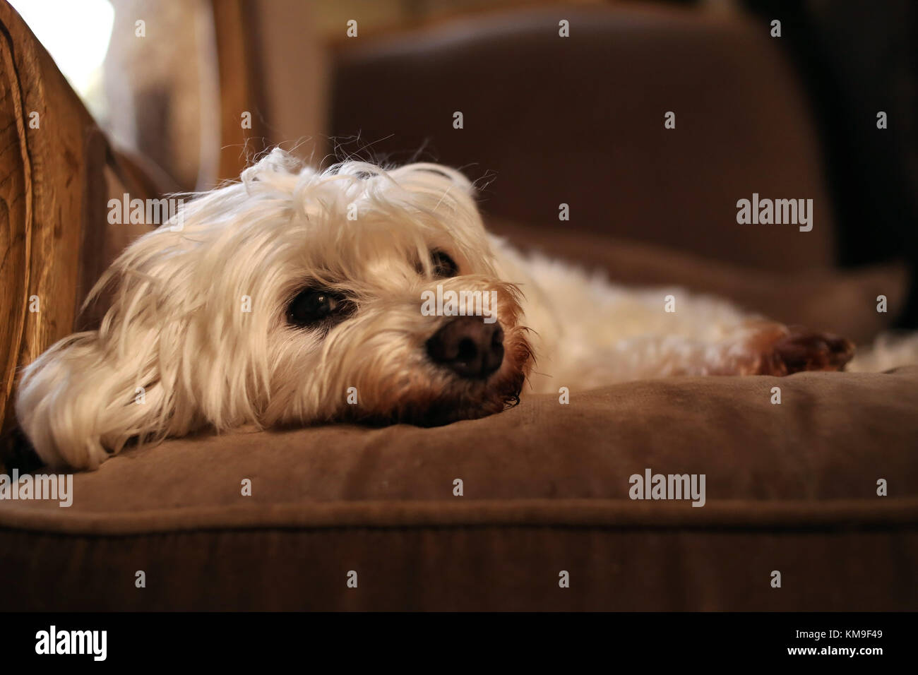 Bichon Frise cane sdraiato su un lettino Foto Stock