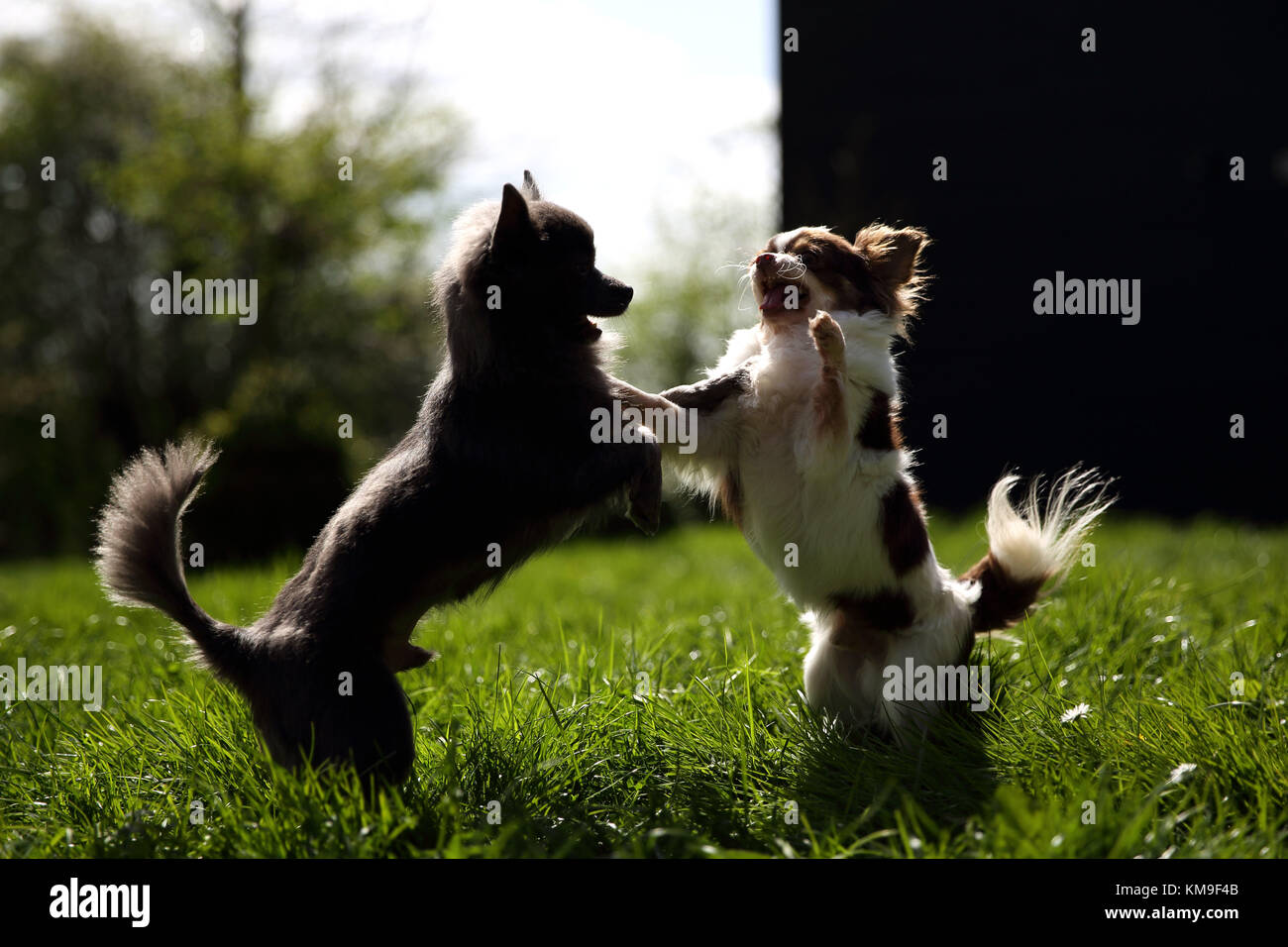 Due Chihuahua Cani giocando in giardino Foto Stock