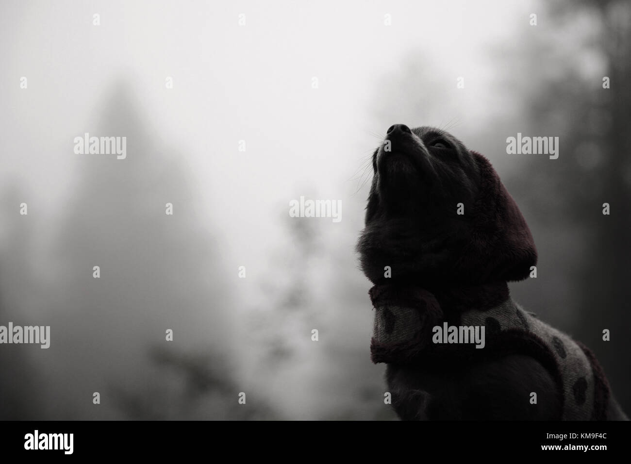 Chihuahua cane nella foresta Foto Stock