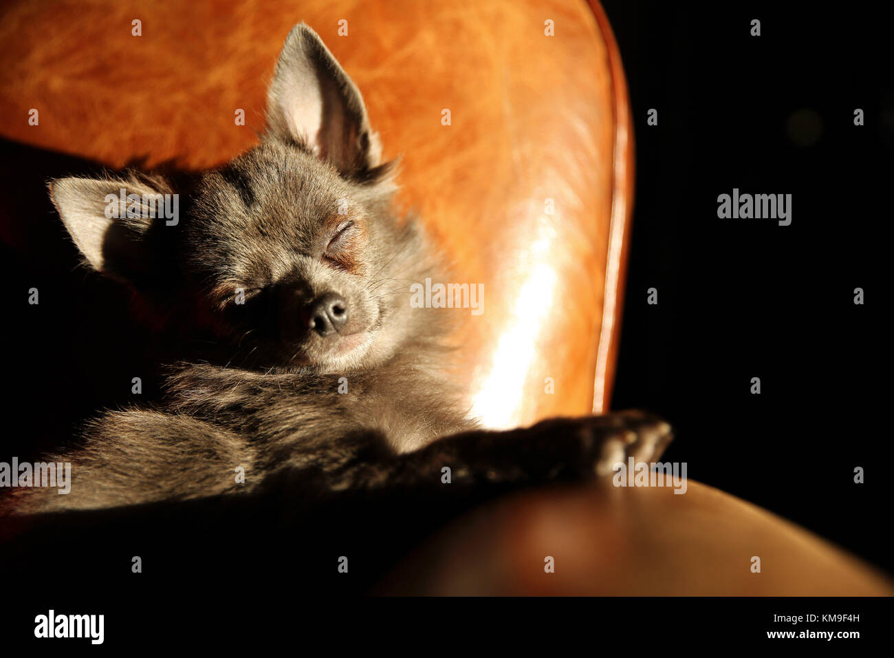 Chihuahua cane seduto al sole Foto Stock