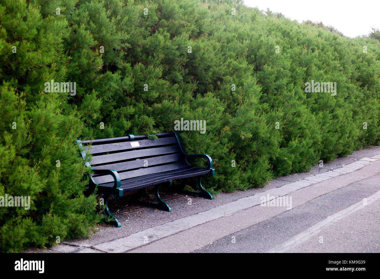 Una panchina nel parco in hedge sovradimensionate Foto Stock