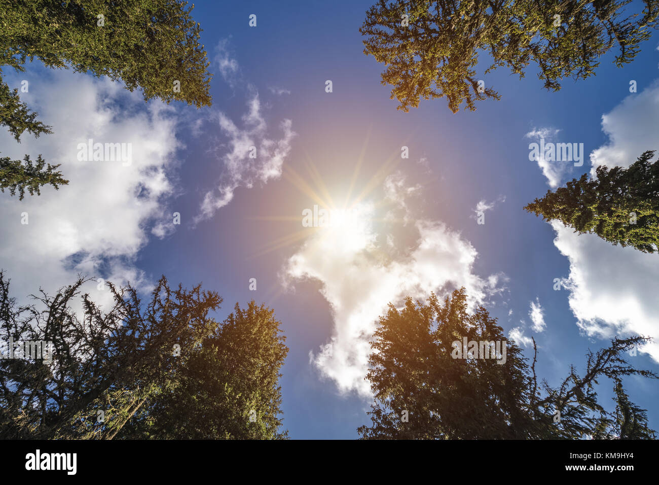 Alberi di pino visto da sotto contro il sole e cielo blu Foto Stock
