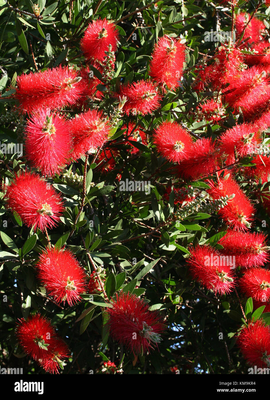 Scovolino da bottiglia rigida, Callistemon rigidus Myrtaceae Foto Stock