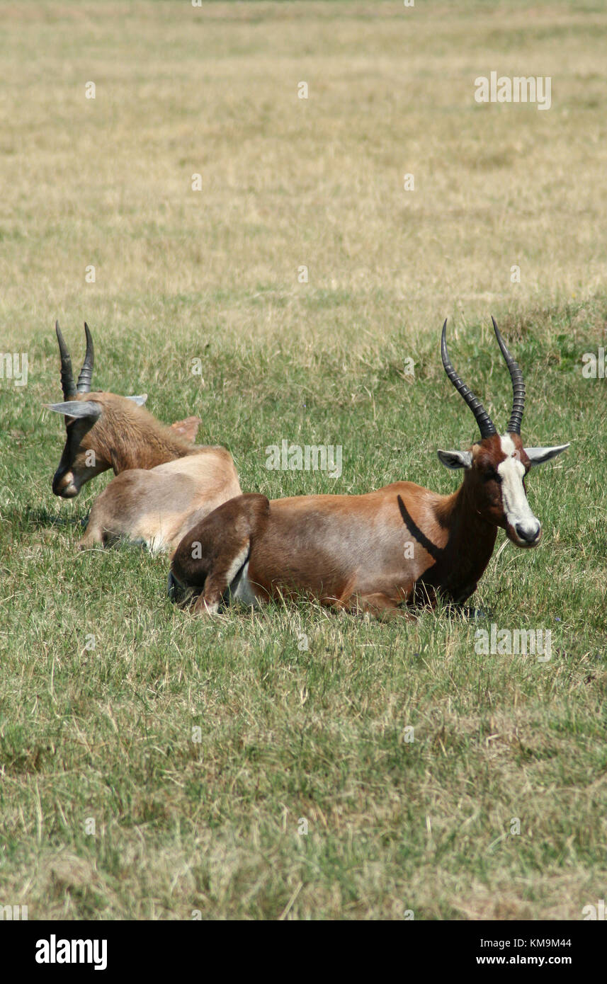 Lion Park, due Blesbok sdraiati sull'erba, Damaliscus pygargus phillipsi Foto Stock